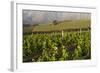 Vineyards Near Stellenbosch in the Western Cape, South Africa, Africa-Alex Treadway-Framed Photographic Print