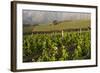 Vineyards Near Stellenbosch in the Western Cape, South Africa, Africa-Alex Treadway-Framed Photographic Print