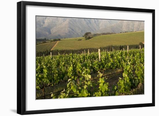 Vineyards Near Stellenbosch in the Western Cape, South Africa, Africa-Alex Treadway-Framed Photographic Print