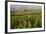 Vineyards Near Stellenbosch in the Western Cape, South Africa, Africa-Alex Treadway-Framed Photographic Print