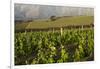 Vineyards Near Stellenbosch in the Western Cape, South Africa, Africa-Alex Treadway-Framed Photographic Print