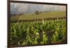 Vineyards Near Stellenbosch in the Western Cape, South Africa, Africa-Alex Treadway-Framed Photographic Print