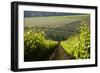 Vineyards Near Stellenbosch in the Western Cape, South Africa, Africa-Alex Treadway-Framed Photographic Print