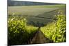 Vineyards Near Stellenbosch in the Western Cape, South Africa, Africa-Alex Treadway-Mounted Photographic Print