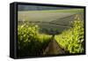 Vineyards Near Stellenbosch in the Western Cape, South Africa, Africa-Alex Treadway-Framed Stretched Canvas