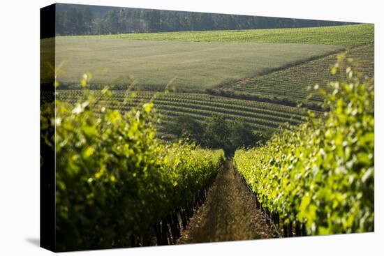 Vineyards Near Stellenbosch in the Western Cape, South Africa, Africa-Alex Treadway-Stretched Canvas