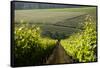Vineyards Near Stellenbosch in the Western Cape, South Africa, Africa-Alex Treadway-Framed Stretched Canvas