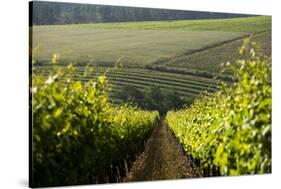 Vineyards Near Stellenbosch in the Western Cape, South Africa, Africa-Alex Treadway-Stretched Canvas