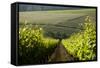 Vineyards Near Stellenbosch in the Western Cape, South Africa, Africa-Alex Treadway-Framed Stretched Canvas