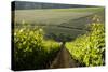Vineyards Near Stellenbosch in the Western Cape, South Africa, Africa-Alex Treadway-Stretched Canvas