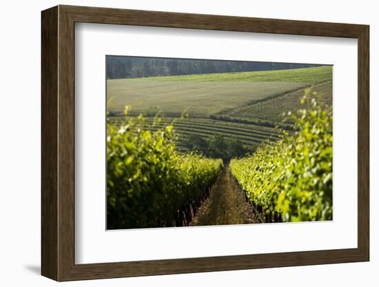 Vineyards Near Stellenbosch in the Western Cape, South Africa, Africa-Alex Treadway-Framed Photographic Print