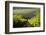 Vineyards Near Stellenbosch in the Western Cape, South Africa, Africa-Alex Treadway-Framed Photographic Print