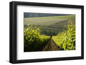 Vineyards Near Stellenbosch in the Western Cape, South Africa, Africa-Alex Treadway-Framed Photographic Print