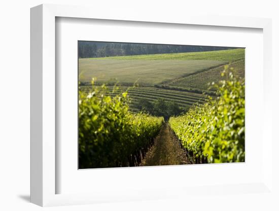 Vineyards Near Stellenbosch in the Western Cape, South Africa, Africa-Alex Treadway-Framed Photographic Print