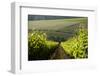 Vineyards Near Stellenbosch in the Western Cape, South Africa, Africa-Alex Treadway-Framed Photographic Print