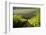 Vineyards Near Stellenbosch in the Western Cape, South Africa, Africa-Alex Treadway-Framed Photographic Print