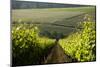 Vineyards Near Stellenbosch in the Western Cape, South Africa, Africa-Alex Treadway-Mounted Photographic Print