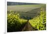 Vineyards Near Stellenbosch in the Western Cape, South Africa, Africa-Alex Treadway-Framed Photographic Print