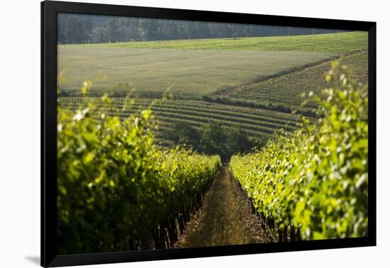 Vineyards Near Stellenbosch in the Western Cape, South Africa, Africa-Alex Treadway-Framed Photographic Print