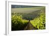 Vineyards Near Stellenbosch in the Western Cape, South Africa, Africa-Alex Treadway-Framed Photographic Print