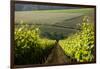 Vineyards Near Stellenbosch in the Western Cape, South Africa, Africa-Alex Treadway-Framed Premium Photographic Print