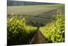 Vineyards Near Stellenbosch in the Western Cape, South Africa, Africa-Alex Treadway-Mounted Premium Photographic Print