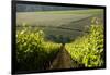 Vineyards Near Stellenbosch in the Western Cape, South Africa, Africa-Alex Treadway-Framed Premium Photographic Print