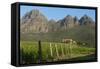 Vineyards Near Stellenbosch in the Western Cape, South Africa, Africa-Alex Treadway-Framed Stretched Canvas