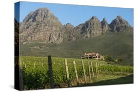 Vineyards Near Stellenbosch in the Western Cape, South Africa, Africa-Alex Treadway-Stretched Canvas