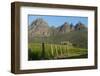 Vineyards Near Stellenbosch in the Western Cape, South Africa, Africa-Alex Treadway-Framed Photographic Print