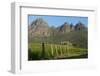 Vineyards Near Stellenbosch in the Western Cape, South Africa, Africa-Alex Treadway-Framed Photographic Print