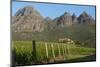 Vineyards Near Stellenbosch in the Western Cape, South Africa, Africa-Alex Treadway-Mounted Photographic Print