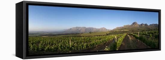 Vineyards Near Stellenbosch in the Western Cape, South Africa, Africa-Alex Treadway-Framed Stretched Canvas