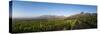 Vineyards Near Stellenbosch in the Western Cape, South Africa, Africa-Alex Treadway-Stretched Canvas