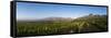 Vineyards Near Stellenbosch in the Western Cape, South Africa, Africa-Alex Treadway-Framed Stretched Canvas