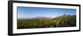 Vineyards Near Stellenbosch in the Western Cape, South Africa, Africa-Alex Treadway-Framed Photographic Print