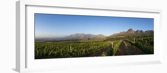 Vineyards Near Stellenbosch in the Western Cape, South Africa, Africa-Alex Treadway-Framed Photographic Print