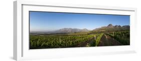 Vineyards Near Stellenbosch in the Western Cape, South Africa, Africa-Alex Treadway-Framed Photographic Print