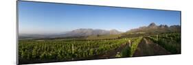 Vineyards Near Stellenbosch in the Western Cape, South Africa, Africa-Alex Treadway-Mounted Photographic Print