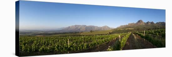 Vineyards Near Stellenbosch in the Western Cape, South Africa, Africa-Alex Treadway-Stretched Canvas