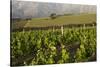 Vineyards Near Stellenbosch in the Western Cape, South Africa, Africa-Alex Treadway-Stretched Canvas