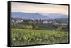 Vineyards near to Caldaro, South Tyrol, Italy, Europe-Julian Elliott-Framed Stretched Canvas