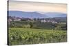 Vineyards near to Caldaro, South Tyrol, Italy, Europe-Julian Elliott-Stretched Canvas
