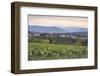 Vineyards near to Caldaro, South Tyrol, Italy, Europe-Julian Elliott-Framed Photographic Print