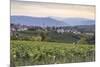 Vineyards near to Caldaro, South Tyrol, Italy, Europe-Julian Elliott-Mounted Photographic Print