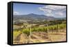 Vineyards Near to Montalcino, Val D'Orcia, UNESCO World Heritage Site, Tuscany, Italy, Europe-Julian Elliott-Framed Stretched Canvas