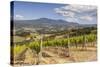 Vineyards Near to Montalcino, Val D'Orcia, UNESCO World Heritage Site, Tuscany, Italy, Europe-Julian Elliott-Stretched Canvas