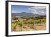 Vineyards Near to Montalcino, Val D'Orcia, UNESCO World Heritage Site, Tuscany, Italy, Europe-Julian Elliott-Framed Photographic Print