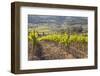 Vineyards Near to Montalcino, Val D'Orcia, UNESCO World Heritage Site, Tuscany, Italy, Europe-Julian Elliott-Framed Photographic Print