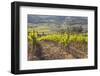 Vineyards Near to Montalcino, Val D'Orcia, UNESCO World Heritage Site, Tuscany, Italy, Europe-Julian Elliott-Framed Photographic Print